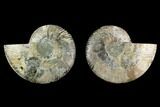Agatized Ammonite Fossil - Beautiful Preservation #130078-1
